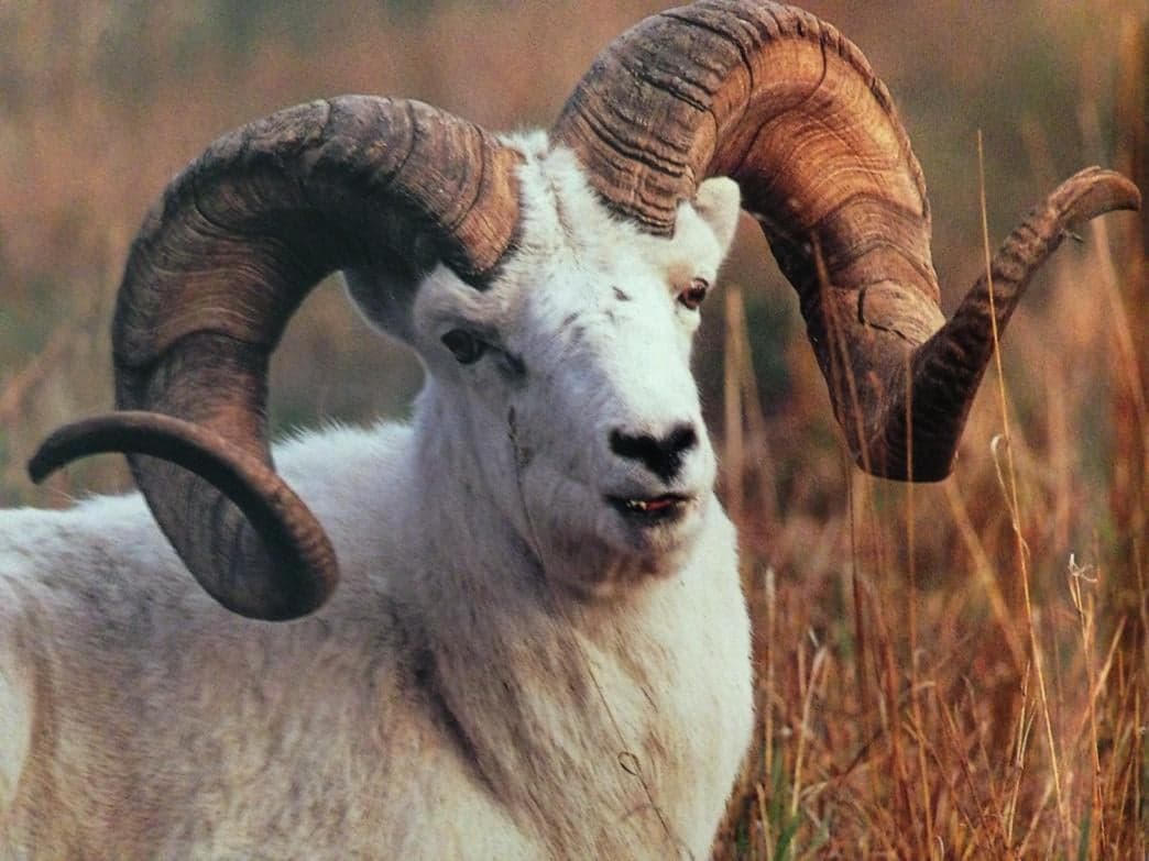 Photograph of a Dall sheep ram with full curl horns standing in dry grass, head turned toward the camera