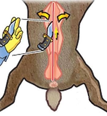 Illustrated diagram showing two gloved hands holding a knife blade-up underneath an animal's skin along a red center incision line, with yellow arrows indicating outward cutting motion