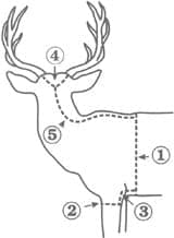 Line diagram of a deer/ungulate head and shoulders with numbered cut points (1, 2, 3, 4, 5) and dashed lines showing caping incisions around the antlers, down the neck, and across the shoulders