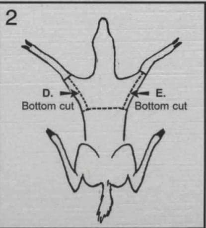 Black-and-white labeled diagram (numbered 2) of a caped hide laid out flat, showing the underside with arrows pointing to "D. Bottom cut" and "E. Bottom cut" on either side, with dashed lines indicating the bottom incision