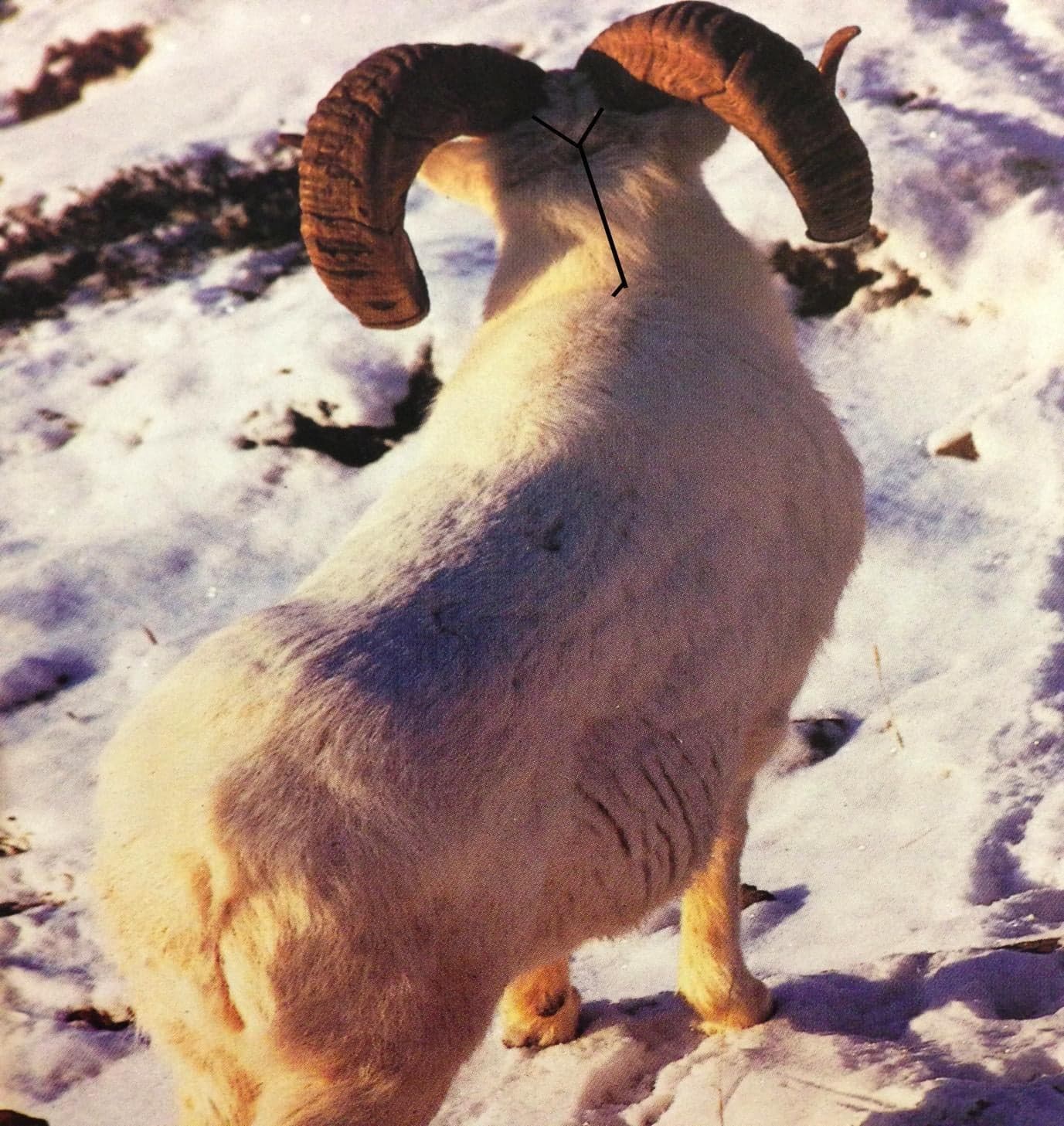 Photograph of a Dall ram from behind with a black Y-shaped line drawn between the horns extending down the back of the neck to just in front of the shoulders, illustrating the Y cut and center cut