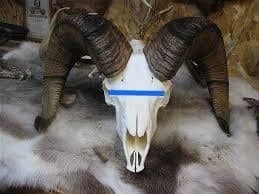 Two photographs side-by-side of Dall ram skulls with horns attached. The left shows a front view of a cleaned skull with horns and a horizontal blue line drawn across the skull above the eye sockets indicating the skull cap cut. The right shows a side profile of a skull with horns, a measurement plug in the eye socket, and blue lines drawn showing the angled skull cap cut. Watermark reads "Classic Antler Mounts."