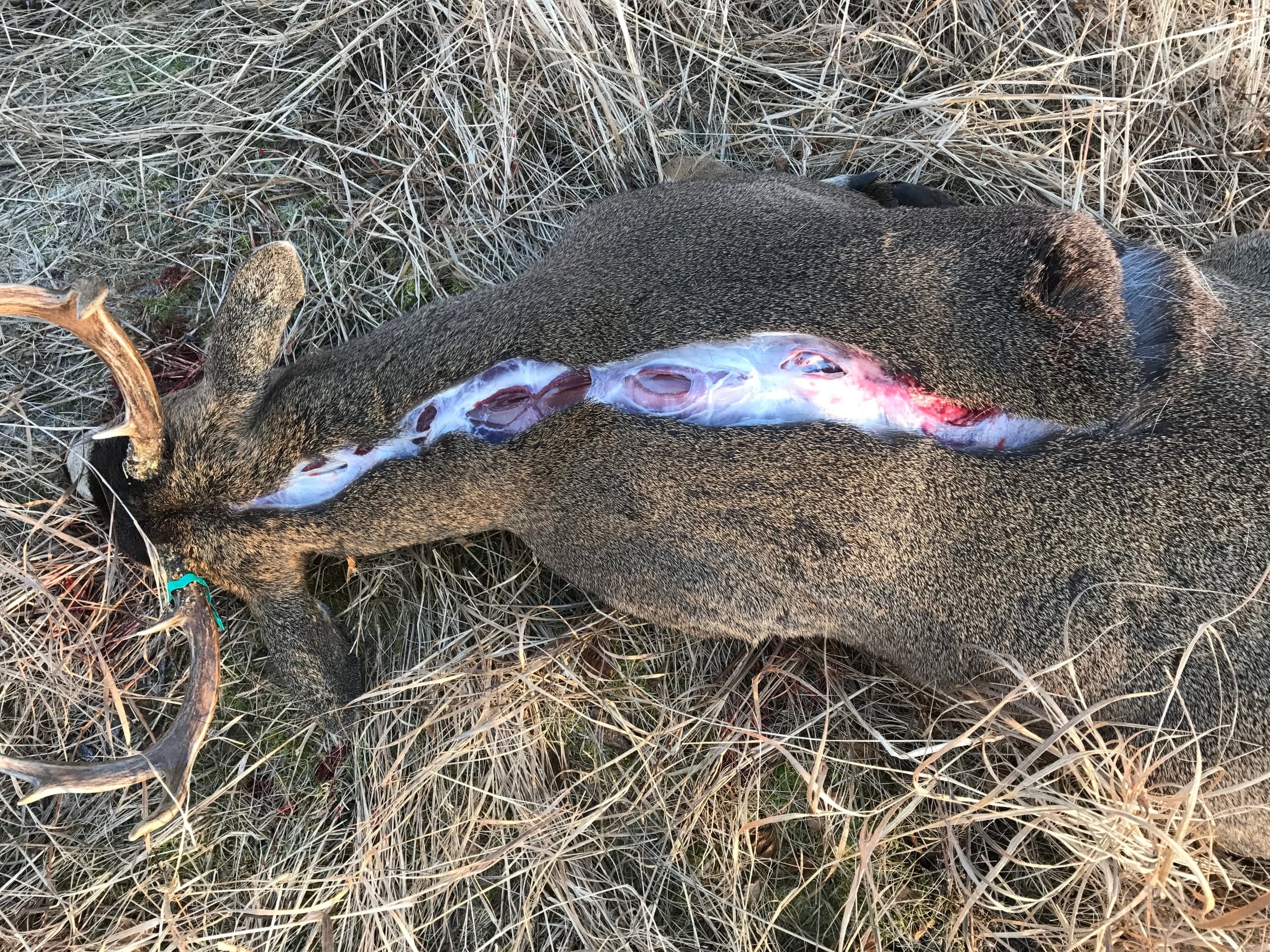 Antlered deer lying on dry grass with a long straight incision running down the center of the back of the neck