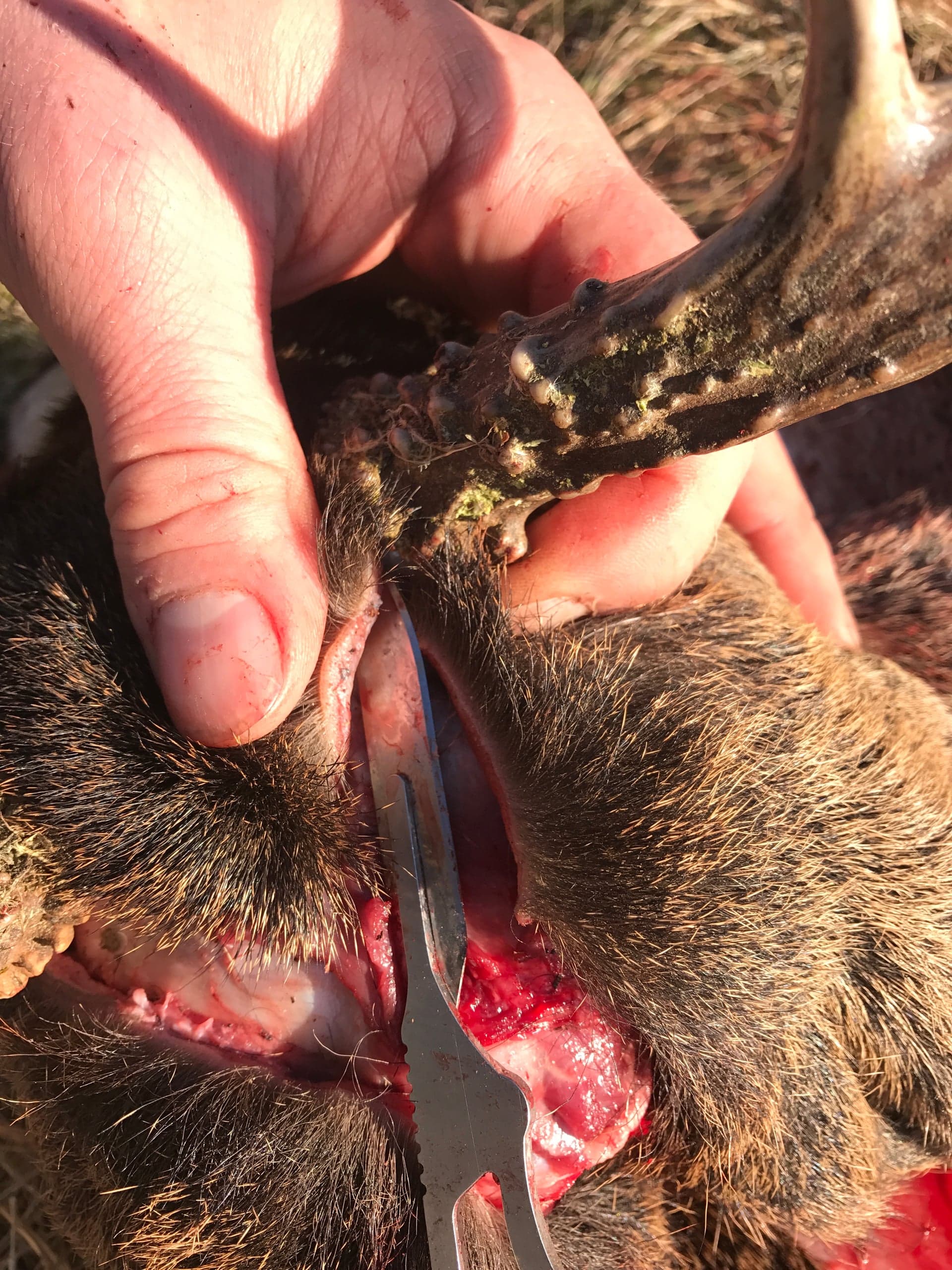 Two side-by-side photos showing a hand making the Y cut along an antlered animal's hairline, then the resulting Y-shaped incision between the antler bases